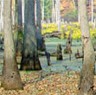 00 Cache River 5 sm.jpg (5129 bytes)