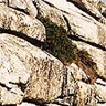 801902 Yosemite sm.jpg (7087 bytes)