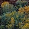 860602 Escalante Canyon sm.jpg (5430 bytes)