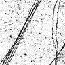 890302 Sevilleta Mod4 sm.jpg (5924 bytes)